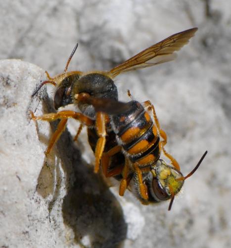 Réf. 282 177 : Rhodanthidium sticticum